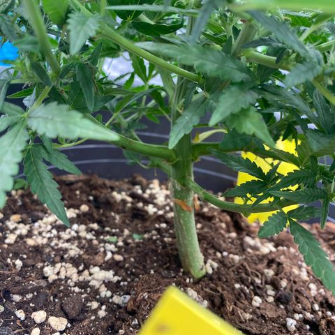 Mimosa x Orange Punch Auto growlog timeline photo