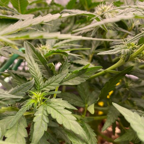 Mimosa x Orange Punch Auto growlog timeline photo