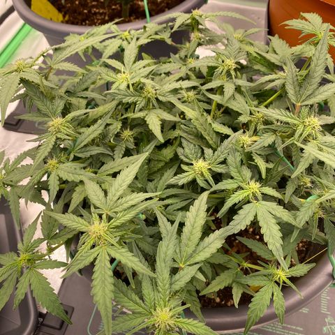 Mimosa x Orange Punch Auto growlog timeline photo