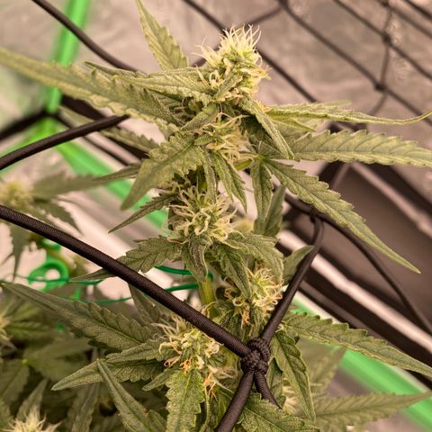 Glue Gelato Auto growlog timeline photo