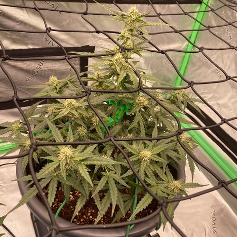 Glue Gelato Auto growlog timeline photo