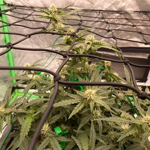 Glue Gelato Auto growlog timeline photo