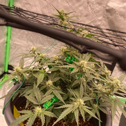 Glue Gelato Auto growlog timeline photo