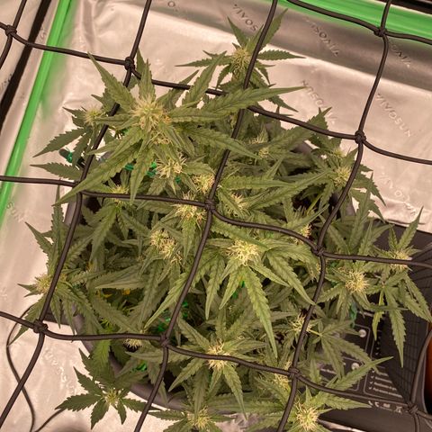 Glue Gelato Auto growlog timeline photo