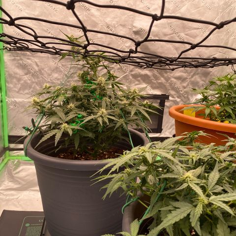 Glue Gelato Auto growlog timeline photo