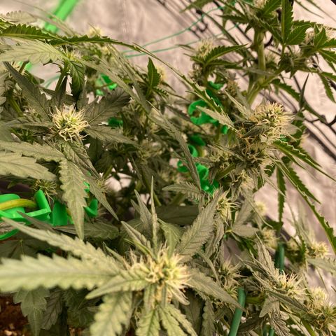 Glue Gelato Auto growlog timeline photo