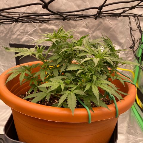 Moby Dick Auto growlog timeline photo