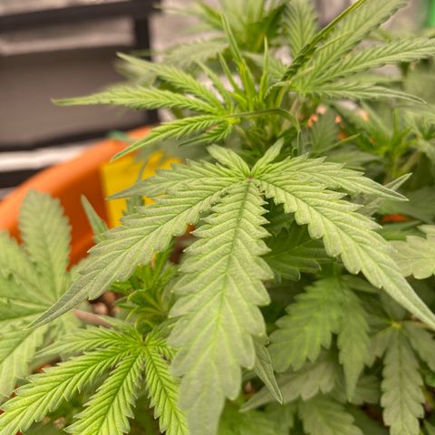 Moby Dick Auto growlog timeline photo