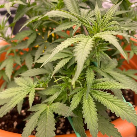 Moby Dick Auto growlog timeline photo