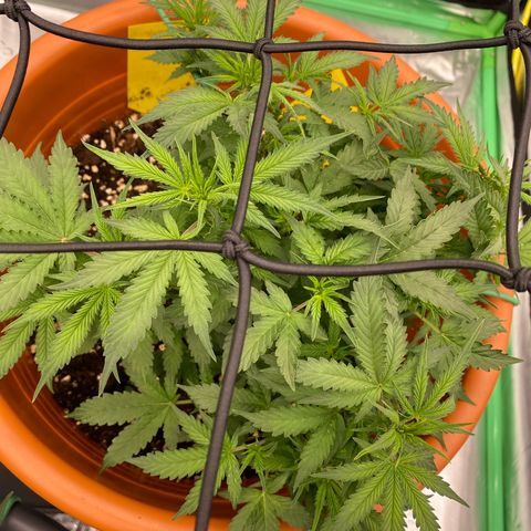 Moby Dick Auto growlog timeline photo