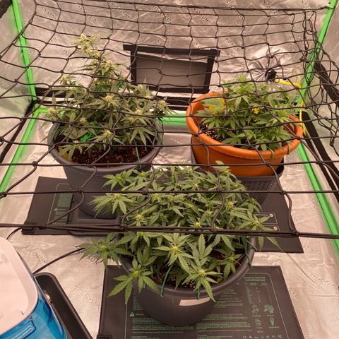 Moby Dick Auto growlog timeline photo