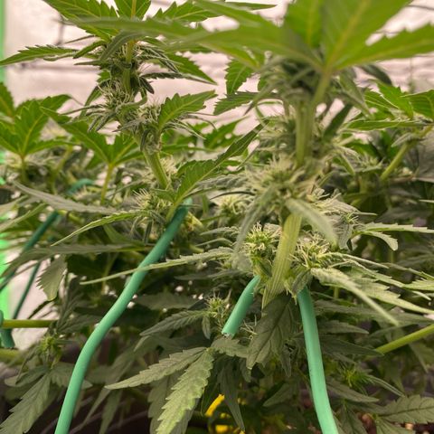 Mimosa x Orange Punch Auto growlog timeline photo