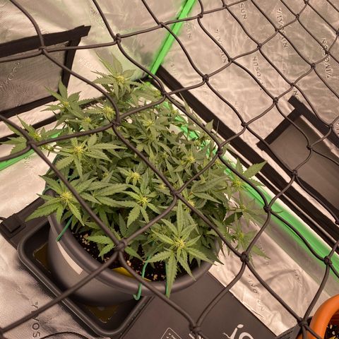 Mimosa x Orange Punch Auto growlog timeline photo