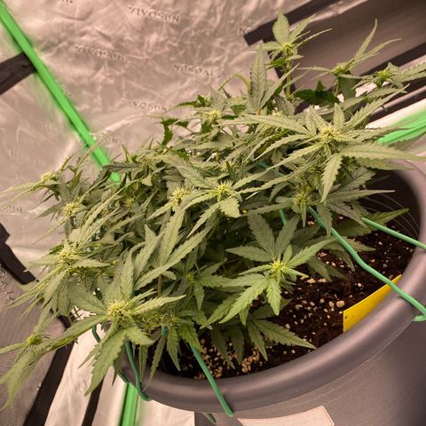 Mimosa x Orange Punch Auto growlog timeline photo