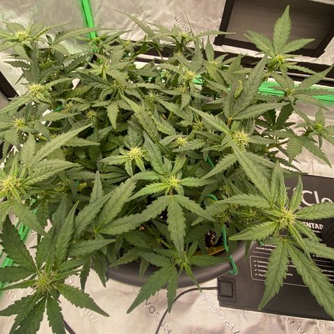 Mimosa x Orange Punch Auto growlog timeline photo
