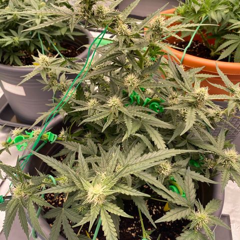 Glue Gelato Auto growlog timeline photo