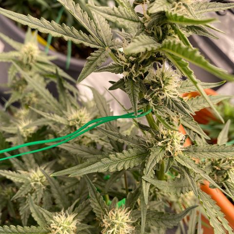 Glue Gelato Auto growlog timeline photo