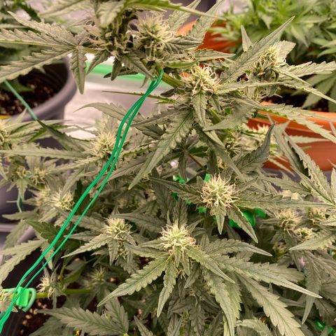 Glue Gelato Auto growlog timeline photo