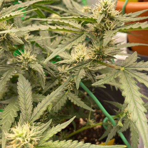 Glue Gelato Auto growlog timeline photo