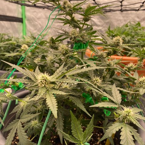 Glue Gelato Auto growlog timeline photo
