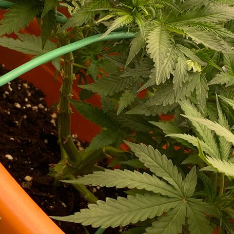 Moby Dick Auto growlog timeline photo