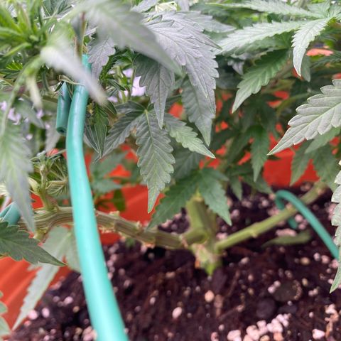 Moby Dick Auto growlog timeline photo