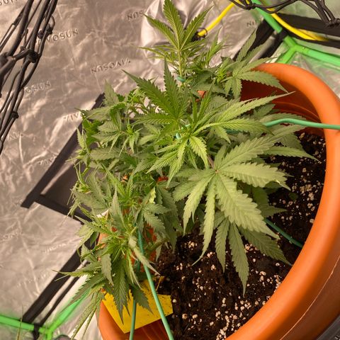 Moby Dick Auto growlog timeline photo