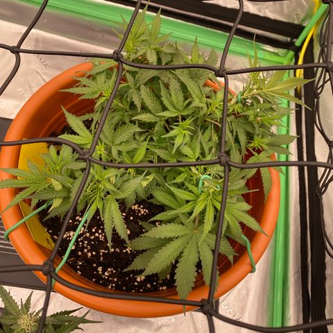 Moby Dick Auto growlog timeline photo