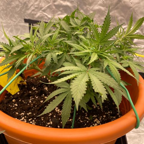 Moby Dick Auto growlog timeline photo