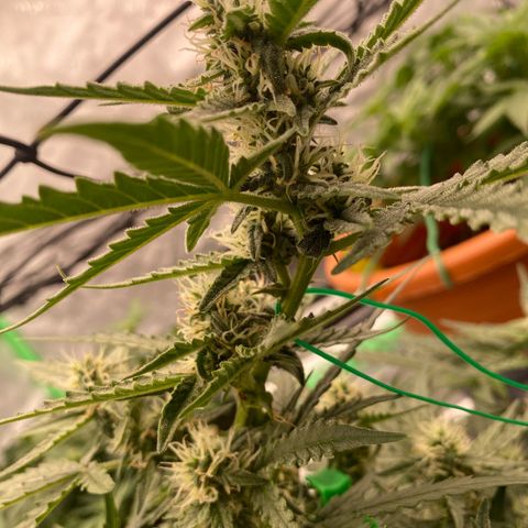 Glue Gelato Auto growlog timeline photo
