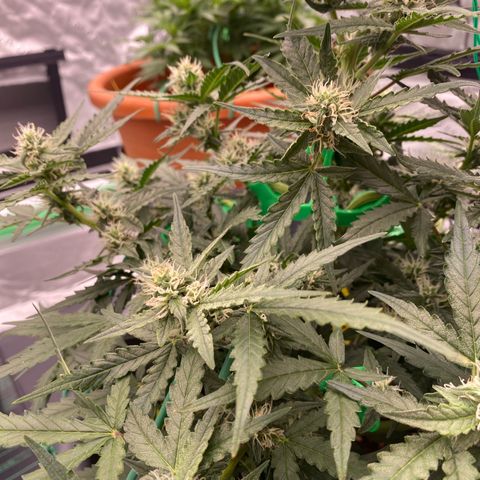 Glue Gelato Auto growlog timeline photo