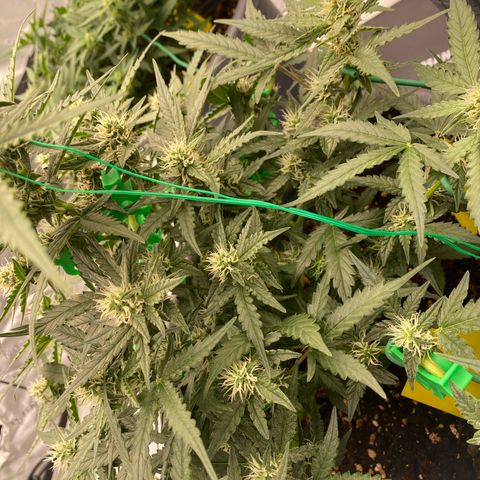 Glue Gelato Auto growlog timeline photo