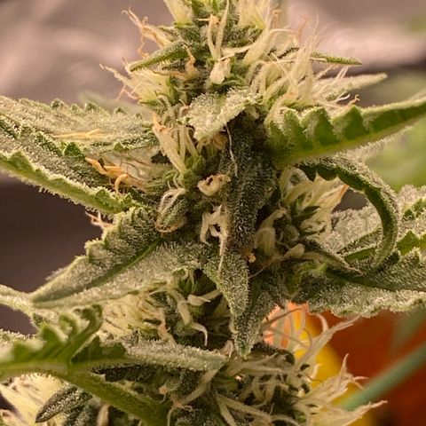 Glue Gelato Auto growlog timeline photo