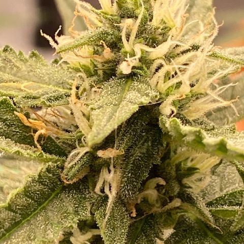 Glue Gelato Auto growlog timeline photo