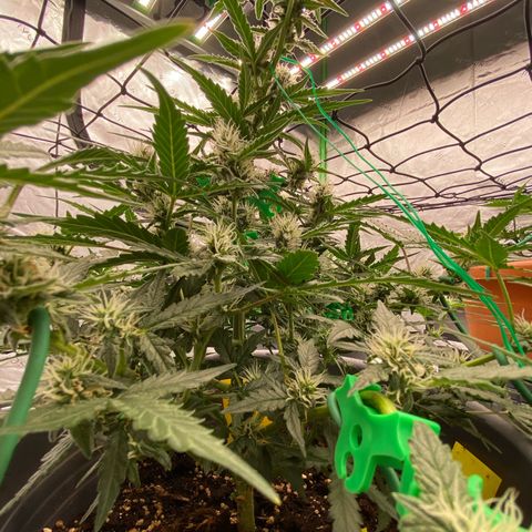 Glue Gelato Auto growlog timeline photo