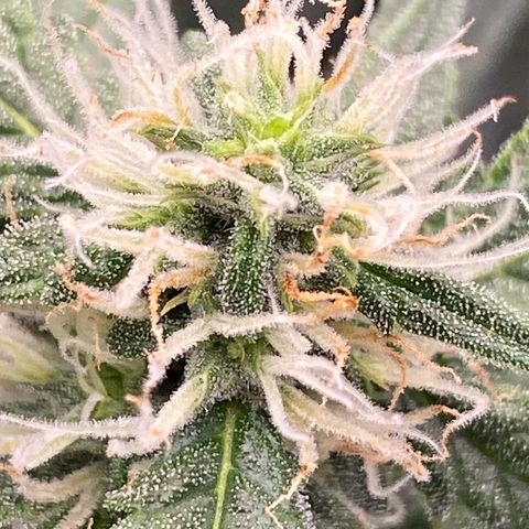 Glue Gelato Auto growlog timeline photo