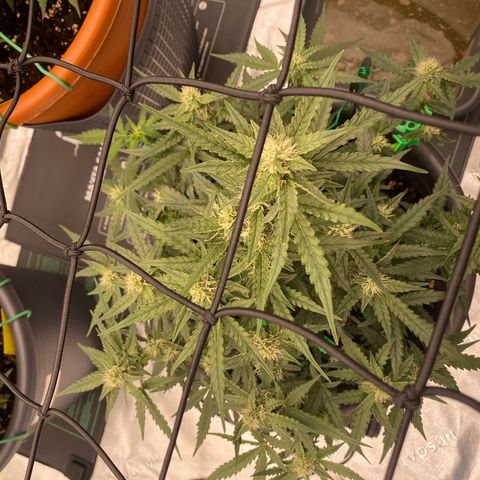 Glue Gelato Auto growlog timeline photo