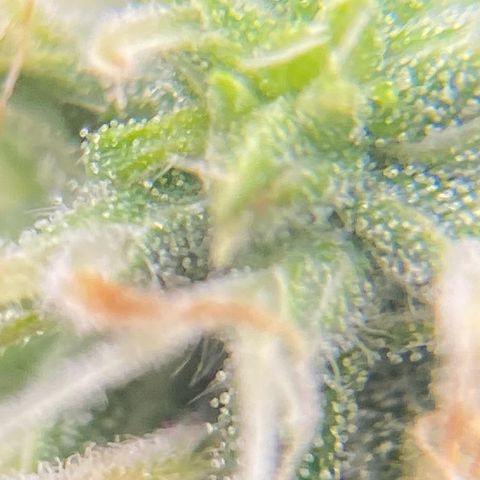 Glue Gelato Auto growlog timeline photo
