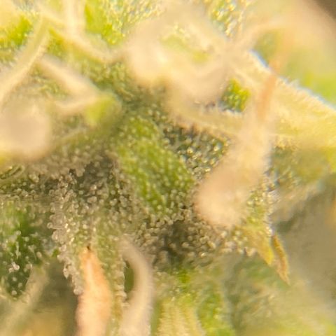 Glue Gelato Auto growlog timeline photo