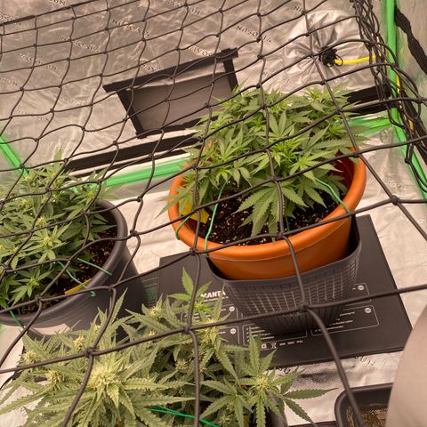 Moby Dick Auto growlog timeline photo