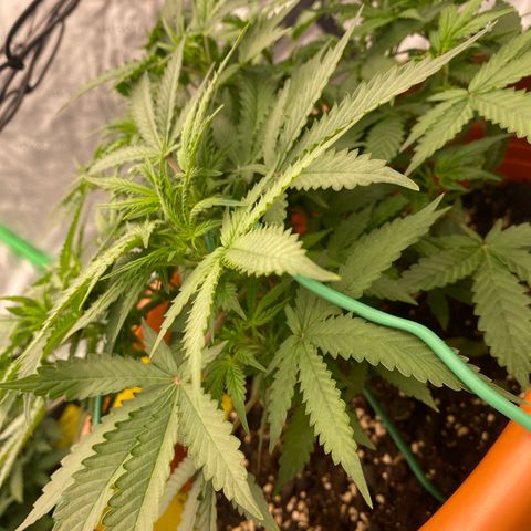 Moby Dick Auto growlog timeline photo