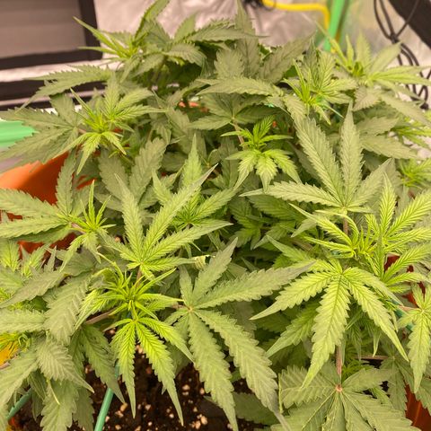 Moby Dick Auto growlog timeline photo