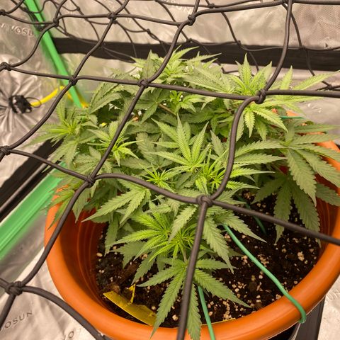 Moby Dick Auto growlog timeline photo