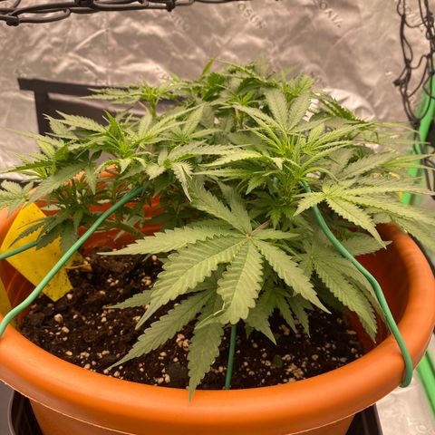 Moby Dick Auto growlog timeline photo