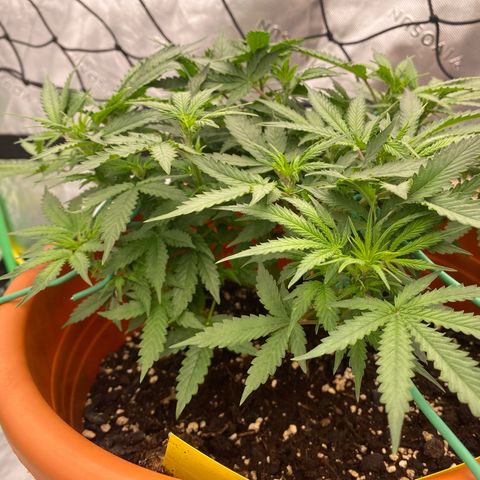 Moby Dick Auto growlog timeline photo