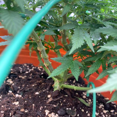 Moby Dick Auto growlog timeline photo