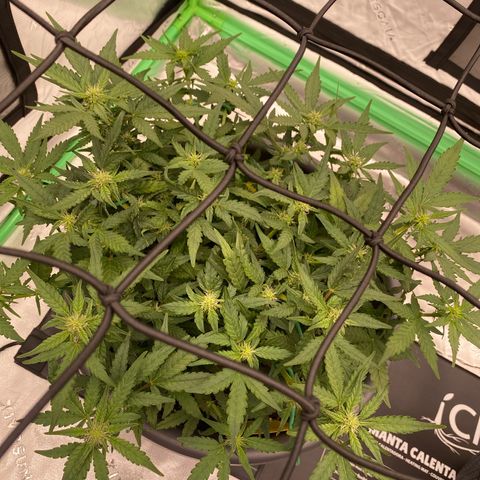 Mimosa x Orange Punch Auto growlog timeline photo