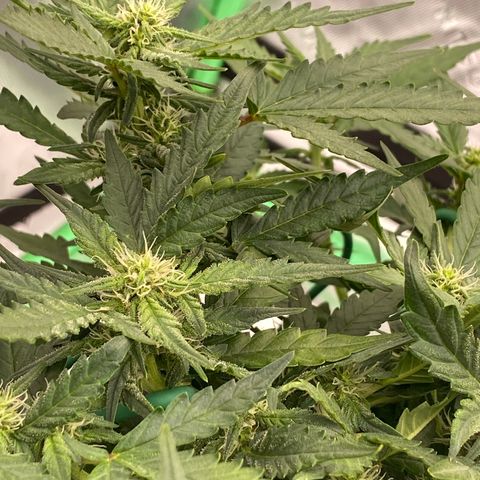 Mimosa x Orange Punch Auto growlog timeline photo