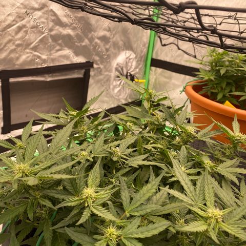 Mimosa x Orange Punch Auto growlog timeline photo