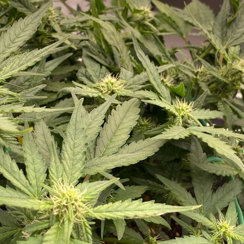 Mimosa x Orange Punch Auto growlog timeline photo